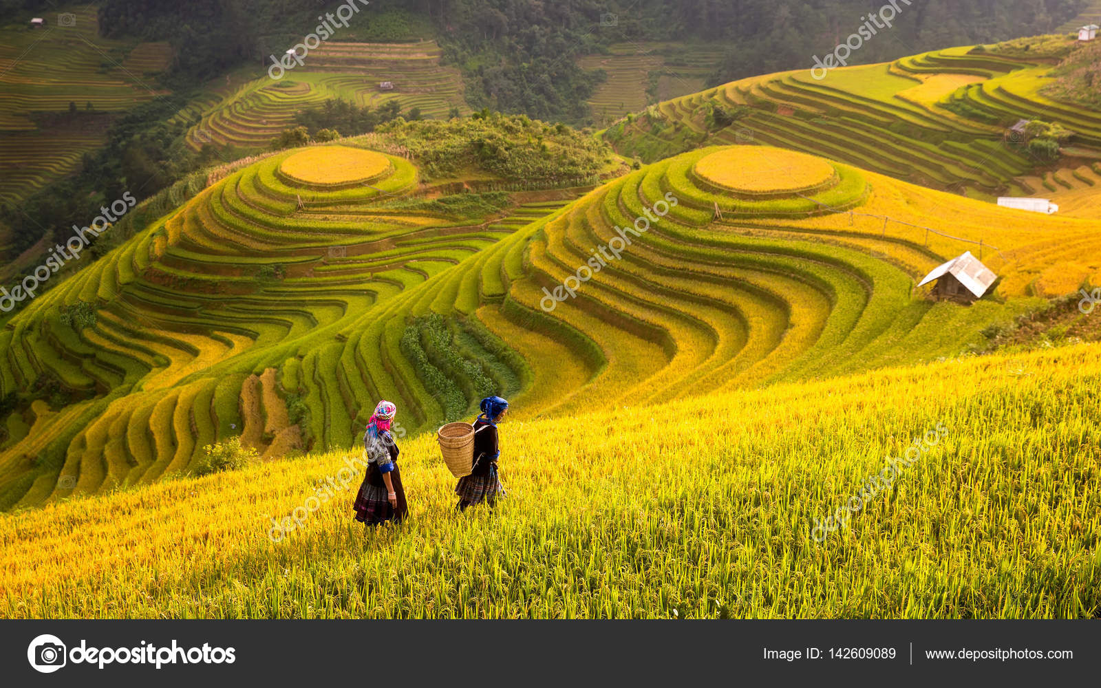 https://st3.depositphotos.com/1157740/14260/i/1600/depositphotos_142609089-stock-photo-vietnam-rice-fields-prepare-the.jpg