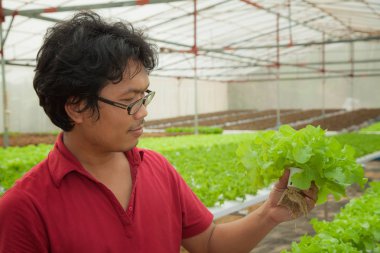 Çiftçi hidroponik yetiştiricilik