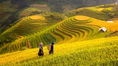 Vietnam. Kuzey Vietnam, hasat pirinç tarlaları hazırlamak