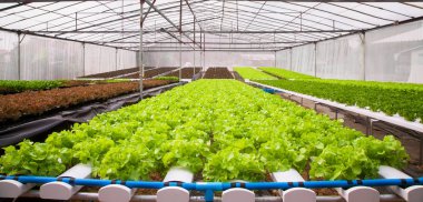 Organik hydroponic sebze