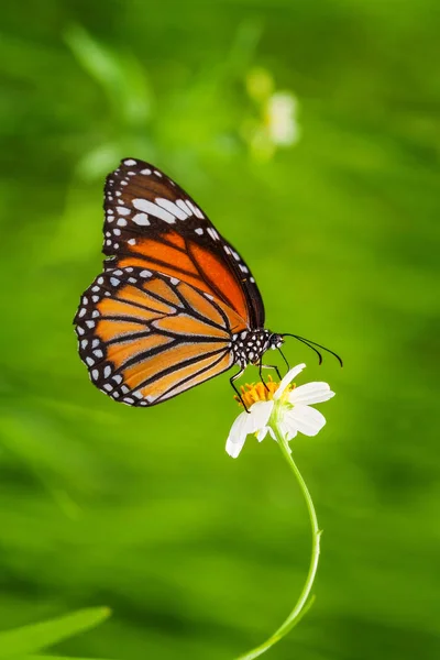 Zlatý motýl létat v zelené ráno — Stock fotografie