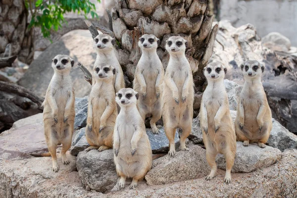 Meerkat familie zijn zonnen — Stockfoto