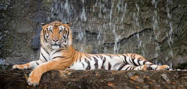 Tiger sitzen in freier Wildbahn — Stockfoto