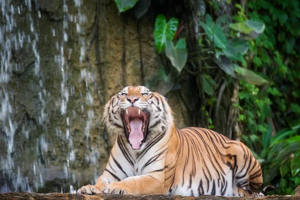 Volto di tigre con i denti nudi di tigre del Bengala, nella giungla profonda — Foto Stock