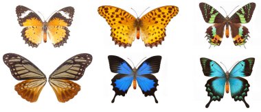 kırpma bölümü ve izole arka plan mavi kelebek.