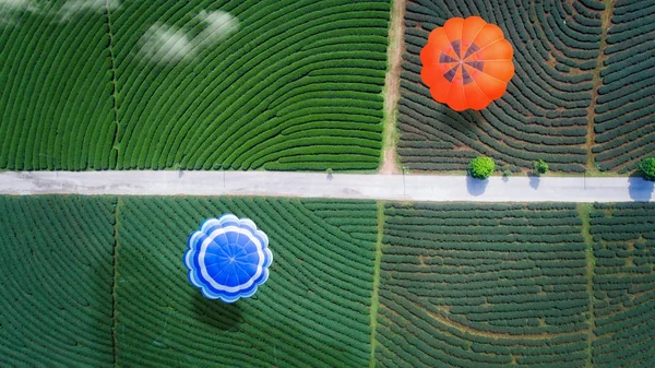 Gorącym powietrzem balon przelatują nad zielona herbata farm — Zdjęcie stockowe