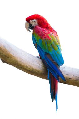 macow kuş ya da kırmızı parot