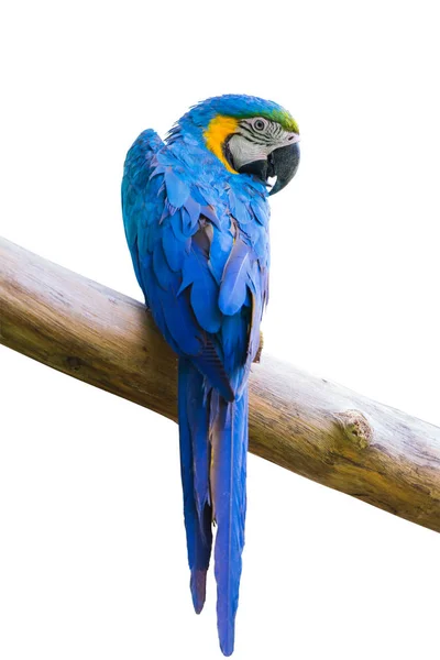 Macow pták, nebo modrý papoušek — Stock fotografie