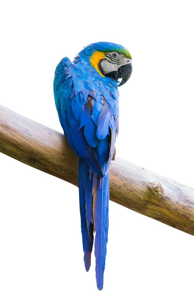 Macow bird or blue parot — Stock Image Macow bird or blue parot Stock Picture