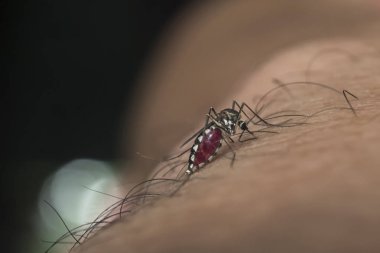 Close-up of a mosquito clipart