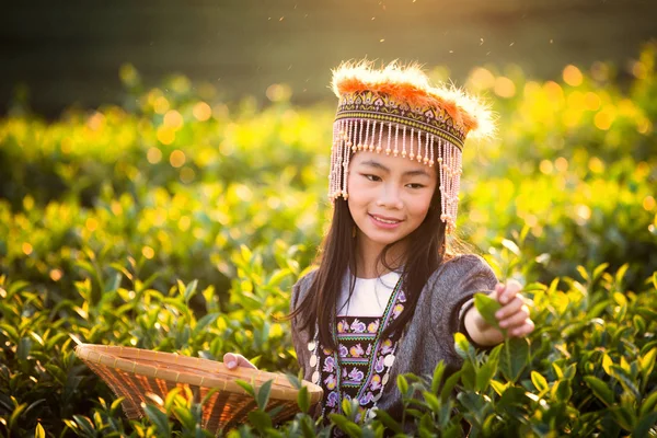 Raccolta di foglie di tè verde da una ragazza — Foto Stock