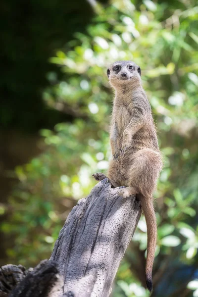 Estande de meerkat no zoológico animal no zoológico — Fotografia de Stock