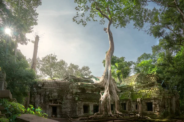 ta prohm Tapınağı 