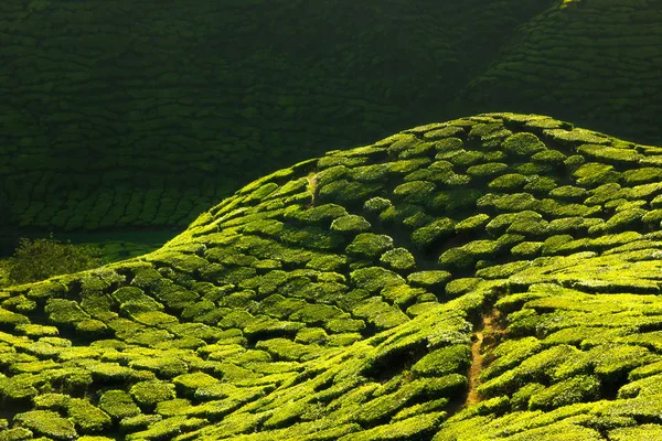 Текстура зеленой чайной фермы — стоковое фото