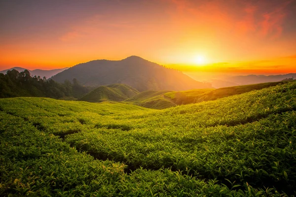 Gospodarstwo herbata w Cameron Highland — Zdjęcie stockowe