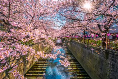 Kiraz çiçeği sakura Meguro kanal Tokyo, Japonya'da kaplı.