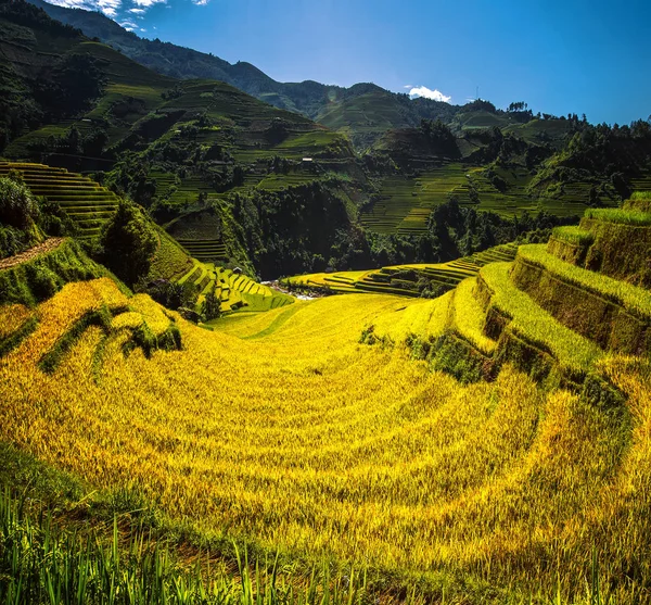 Campo di riso e terrazza di riso a Mu cang chai — Foto Stock