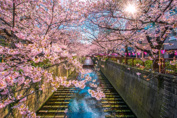 Κεράσι Ανθίσει Sakura Φόδρα Κανάλι Meguro Τόκιο Ιαπωνία — Φωτογραφία Αρχείου