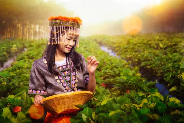 Thai girl in traditional dress of chiang mai working in strawber — Stock Photo, Image