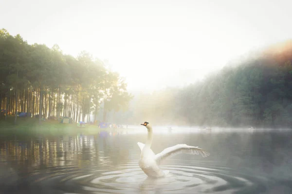 White swan in Pang ung national park — 图库照片