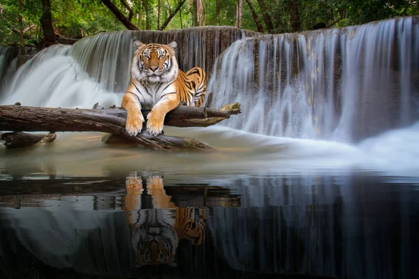 Kaplan Vahşi Şelalede Oturur Fotoğraf Doğa Safari Orman Konsepti Için — Stok fotoğraf