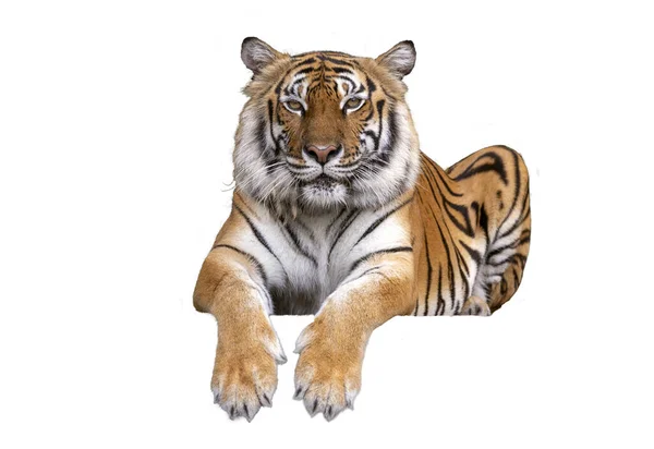 タイガー探しカメラ タイガー腹座ってアクション 危険な動物 森の中の大きなハンター動物とクリッピングパスと白の背景に隔離された — ストック写真