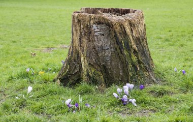 cut down tree stump in a parkland setting clipart