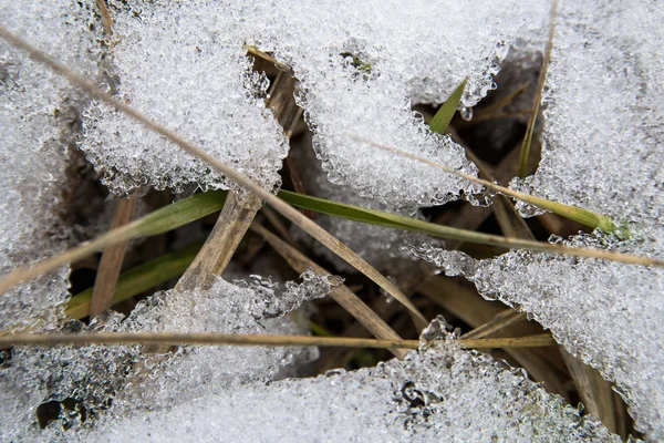 L'herbe sous la neige — Photo