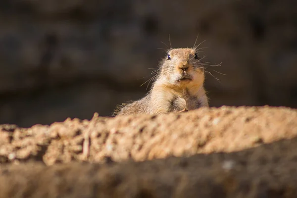 Peeping marmot on a summer day — Stock Photo, Image