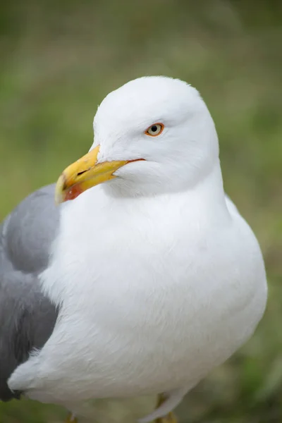 Gros plan de mouette sur fond d'herbe — Photo