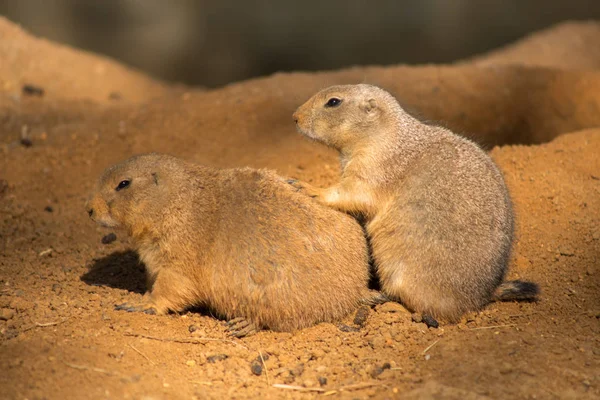 Couple cute groundhogs — Stock Photo, Image