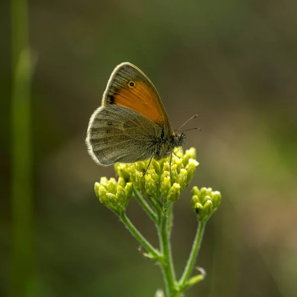 구리-나비 위도 Lycaenidae — 스톡 사진