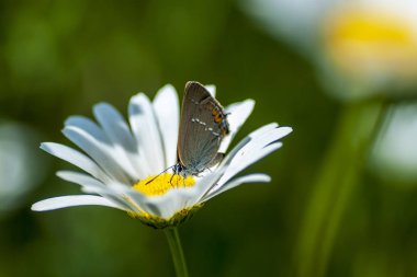 Bakır-kelebek lat Lycaenidae