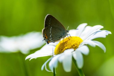 Bakır-kelebek lat Lycaenidae
