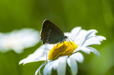 Bakır-kelebek lat Lycaenidae