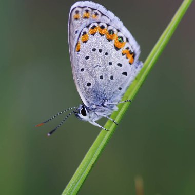 Bakır-kelebek lat Lycaenidae
