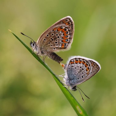 Bakır-kelebek lat Lycaenidae