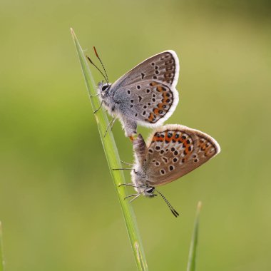 Bakır-kelebek lat Lycaenidae