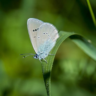 Bakır-kelebek lat Lycaenidae