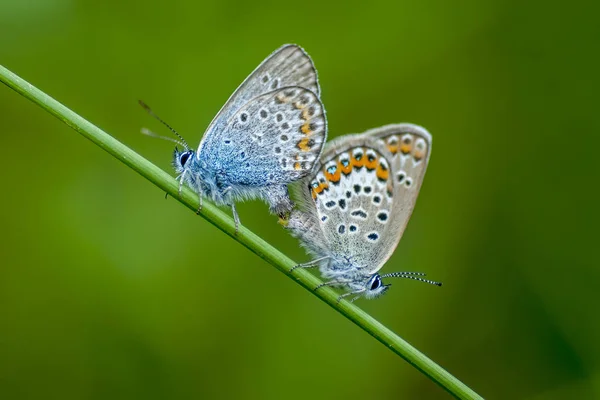 Lycaenidae Lycaenidae — Photo