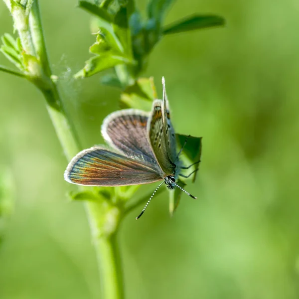 Réz-pillangó lat Lycaenidae — Stock Fotó