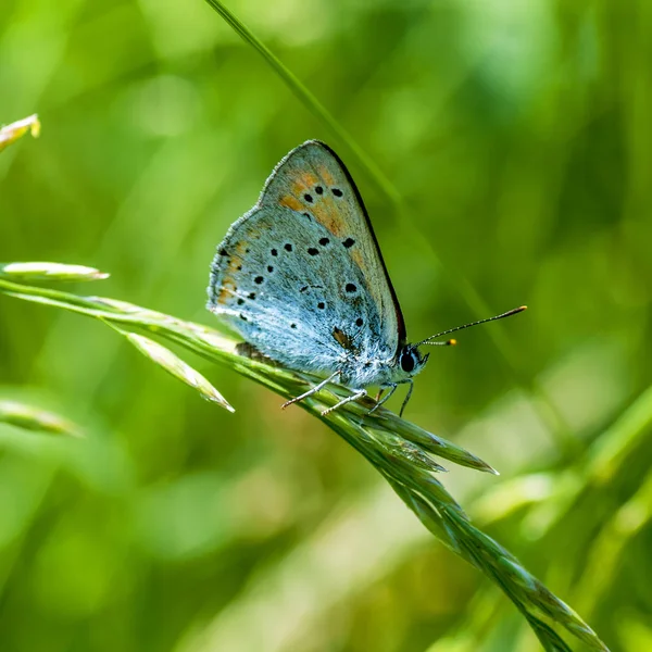 Мідь метелик lat Lycaenidae — стокове фото