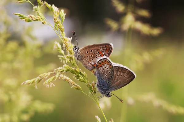 Copper-butterfly lat Lycaenidae — Stock Photo, Image