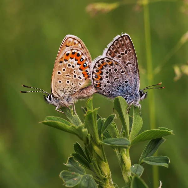 Lycaenidae Lycaenidae — Photo