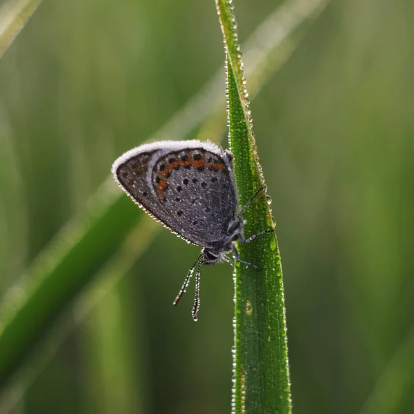 Réz-pillangó lat Lycaenidae — Stock Fotó
