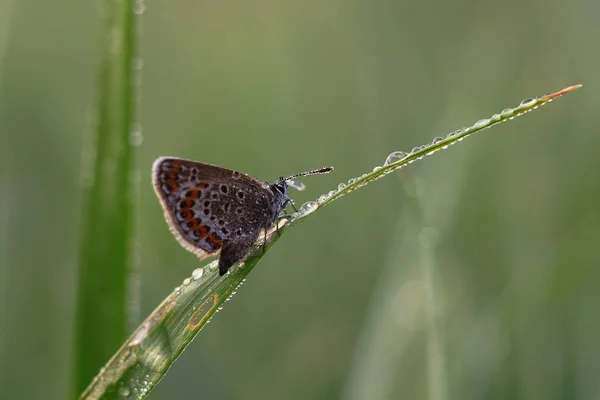 Lycaenidae Lycaenidae — Photo