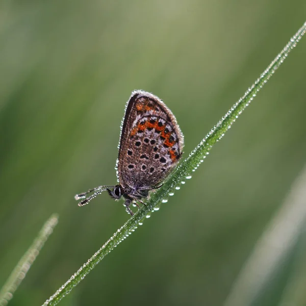 Lycaenidae Lycaenidae — Photo