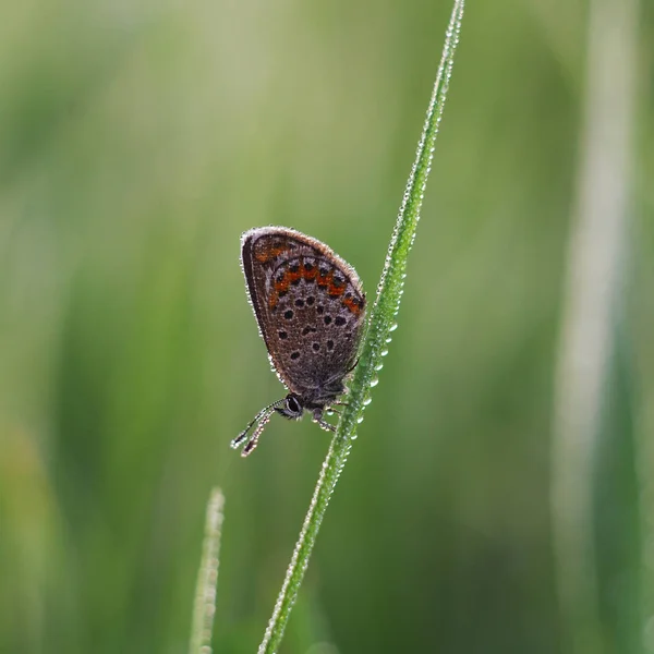 Lycaenidae Lycaenidae — Photo