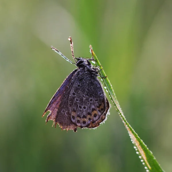 Koppar-butterfly lat juvelvingar — Stockfoto