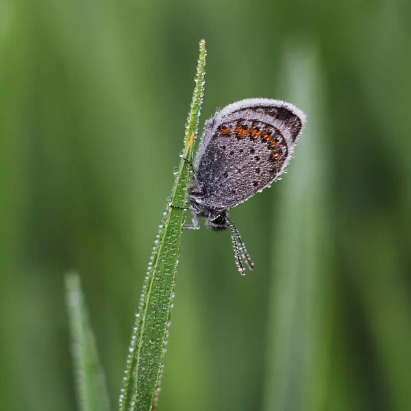 Měď motýl lat Lycaenidae — Stock fotografie